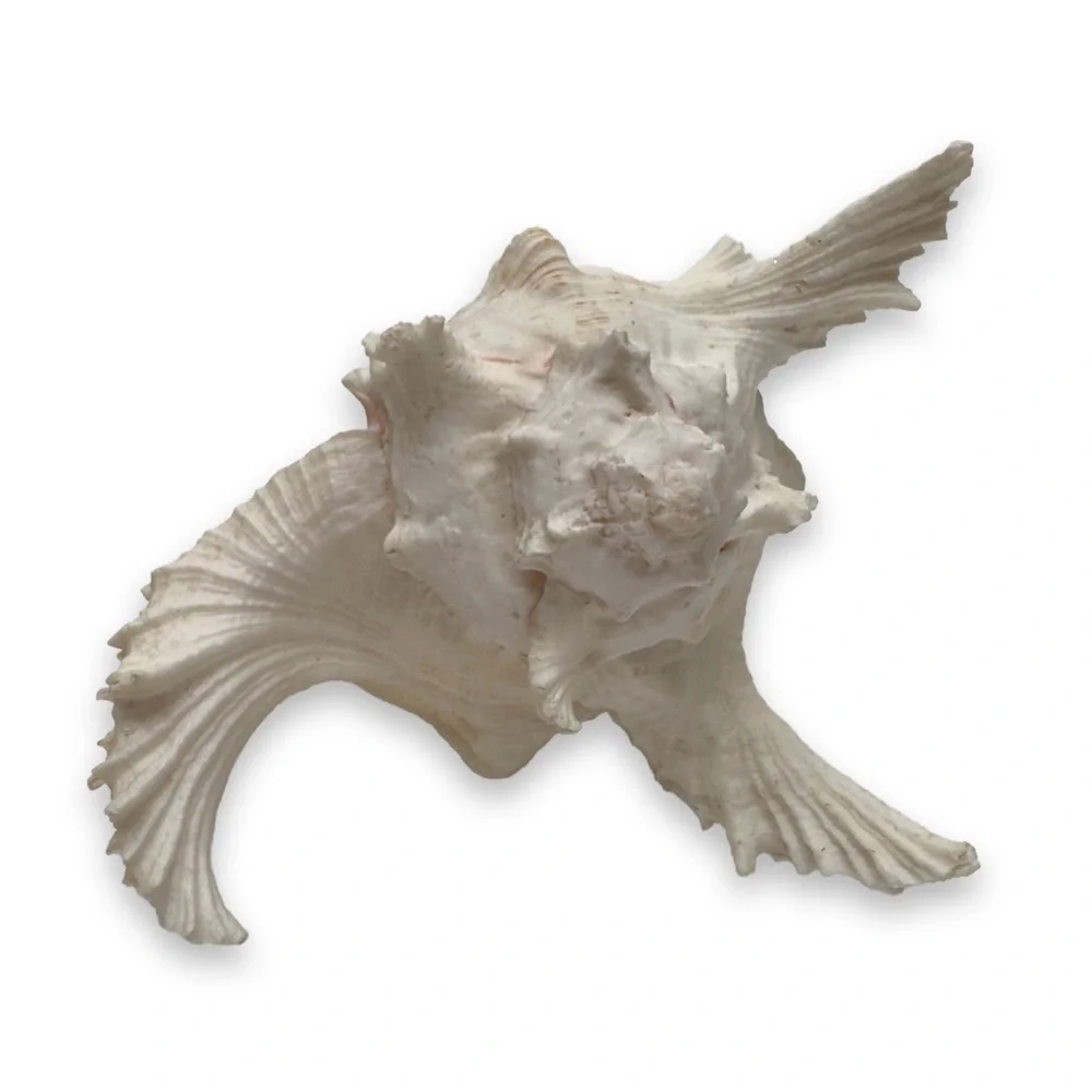Conch Shell - Picture 5 of 5